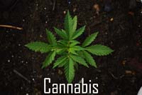 Cannabisplanze